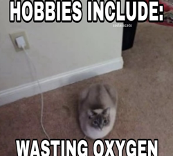 Size: 1080x978 | Tagged: safe, cable, caption, cat, cat loaf, impact font, irl photo, phone charger, text, wall